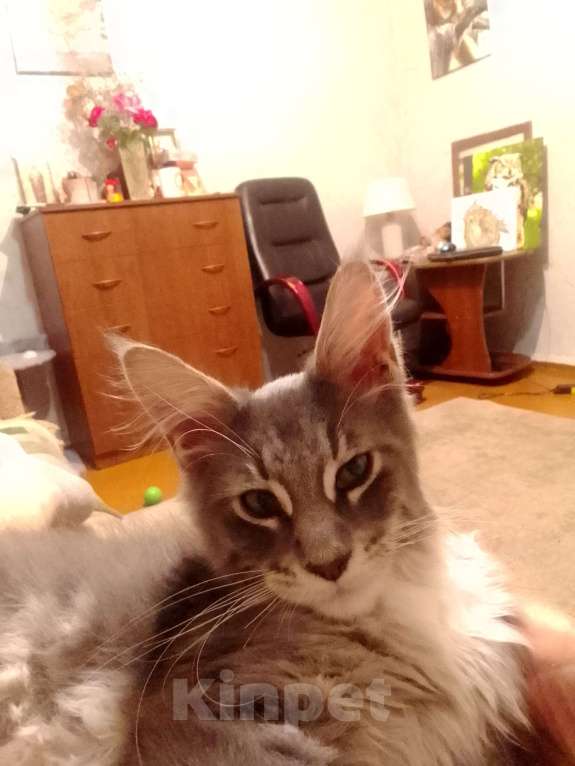 Кошки в Воронеже: Пропал кот породы Мейн кун Мальчик, 1 000 руб. - фото 1