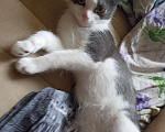 Кошки в Омске: Потерялся котенок Мальчик, Бесплатно - фото 3
