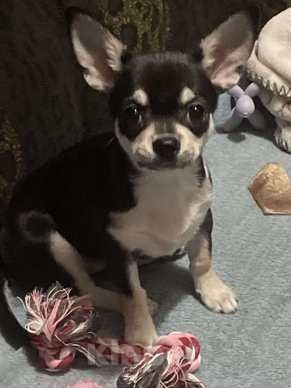 Собаки в Красногорске: Чистокровная девочка чихуахуа 4 мес Девочка, 75 000 руб. - фото 2