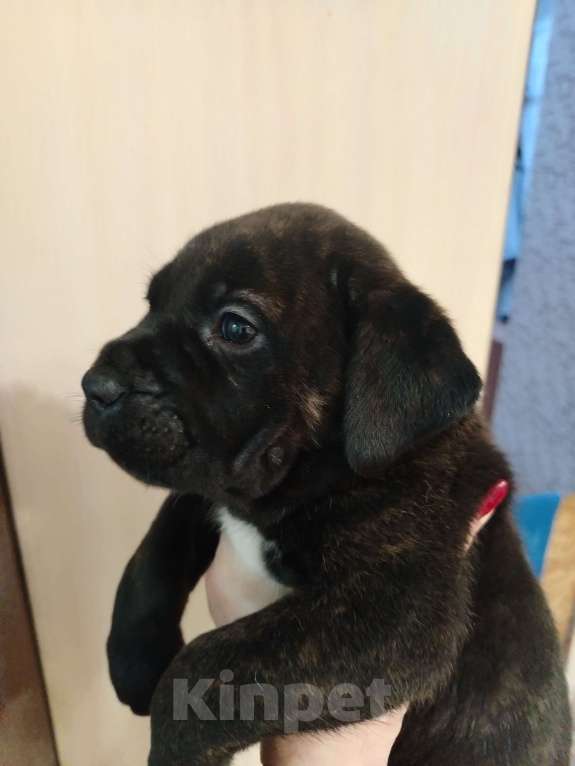 Собаки в других городах Краснодарского края: Щенок кане-корсо  Девочка, 20 000 руб. - фото 3