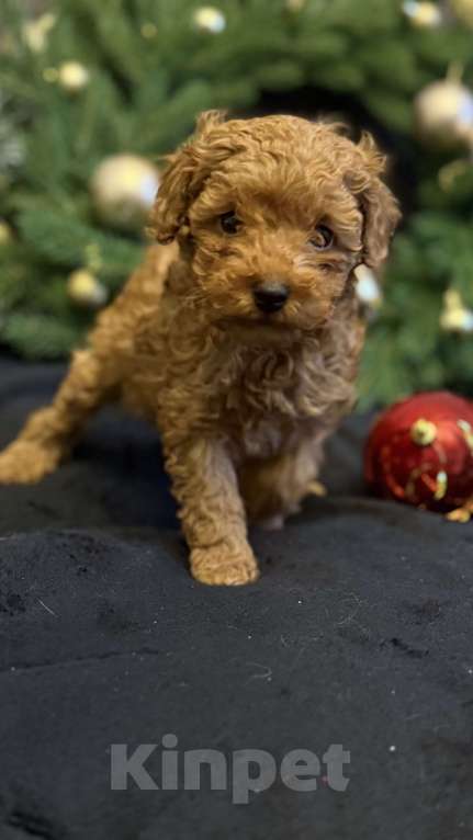 Собаки в Москве: Пудель карликовый мальчик и девочка  Девочка, 70 000 руб. - фото 1