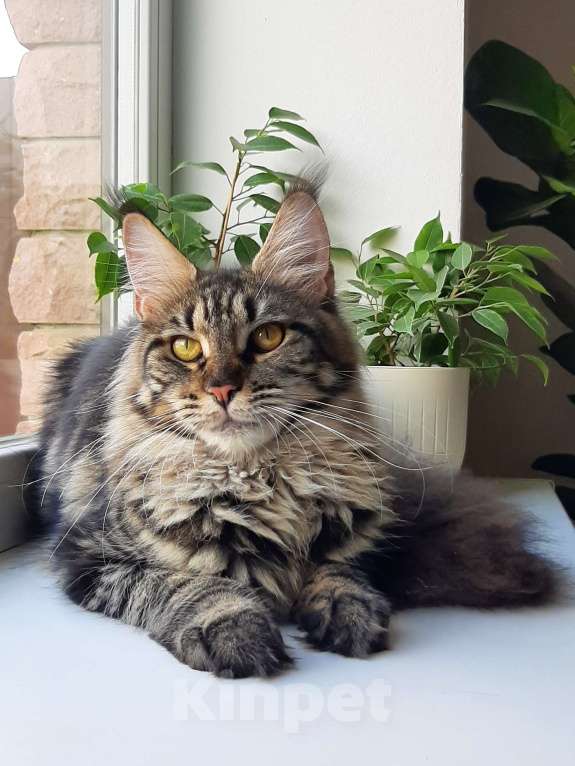 Кошки в Краснодаре:  Ласковая девочка мейн-кун Девочка, 25 000 руб. - фото 3