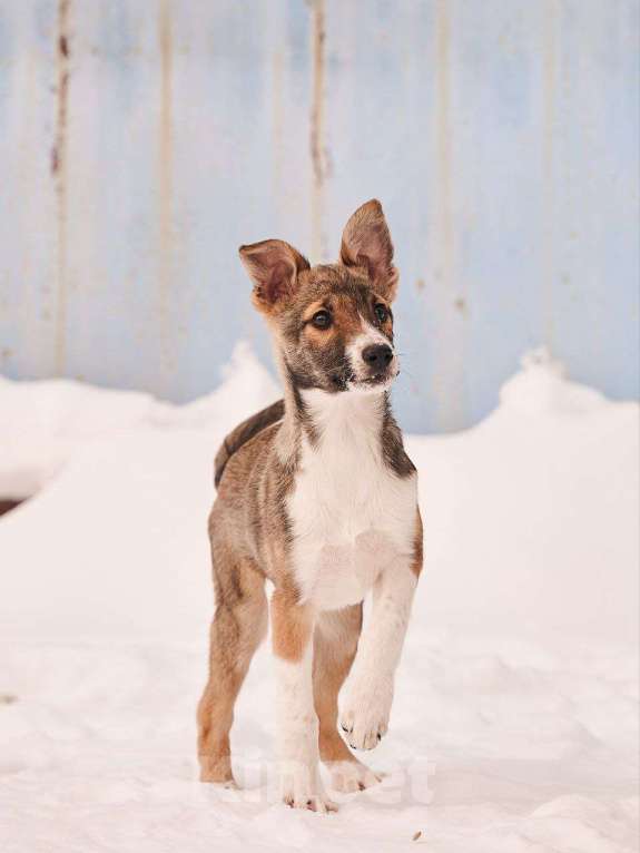 Собаки в других городах Московской области: Милана якутенок Девочка, Бесплатно - фото 5