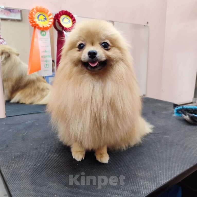 Собаки в Барнауле:  подростки девочки шпица Девочка, 35 000 руб. - фото 2