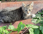 Кошки в Коломне: Пристраивается Девочка, Бесплатно - фото 1