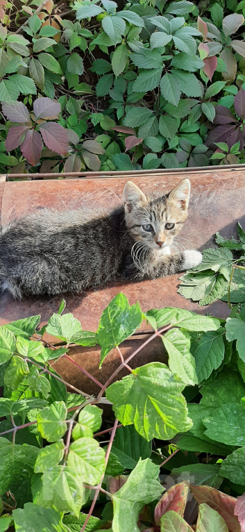 Кошки в Коломне: Пристраивается Девочка, Бесплатно - фото 1