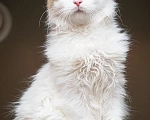 Кошки в Москве: Котик Милош Клыкович  Мальчик, Бесплатно - фото 9