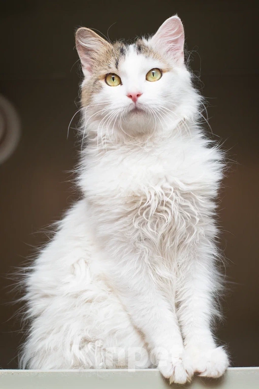 Кошки в Москве: Котик Милош Клыкович  Мальчик, Бесплатно - фото 9