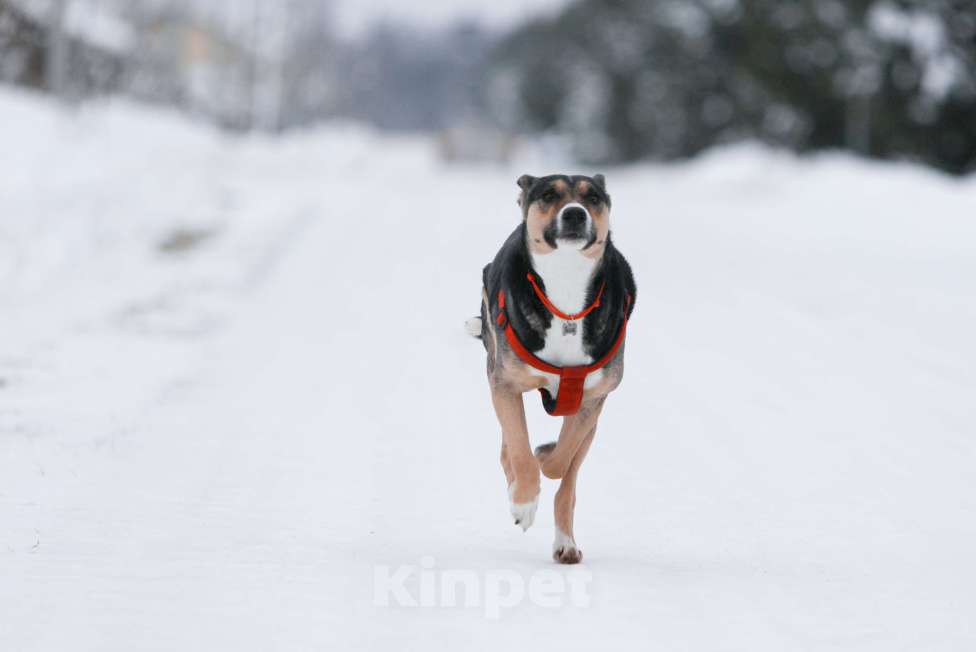 Собаки в других городах Тульской области: Белла 1,5 года - красотка ищет дом!  Девочка, Бесплатно - фото 2