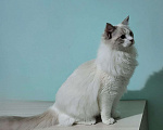Кошки в Анапе: Котёнок породы рэгдолл Грэй  Мальчик, 20 000 руб. - фото 2