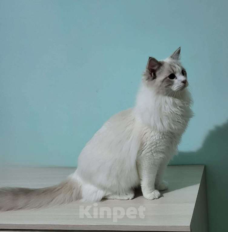 Кошки в Анапе: Котёнок породы рэгдолл Грэй  Мальчик, 20 000 руб. - фото 2