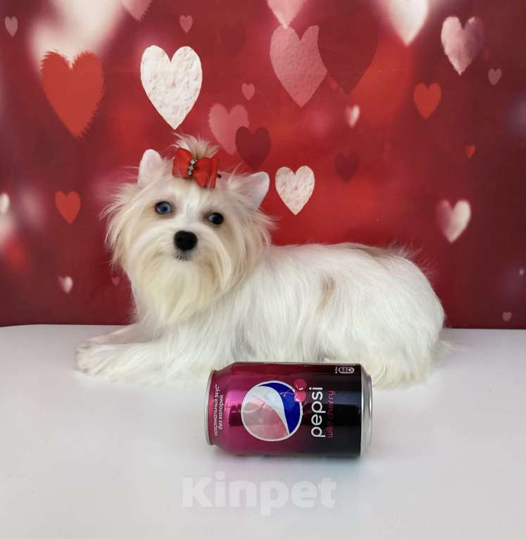 Собаки в Москве: Белый йорк с синими глазами девочка подрощенная Девочка, 100 000 руб. - фото 3