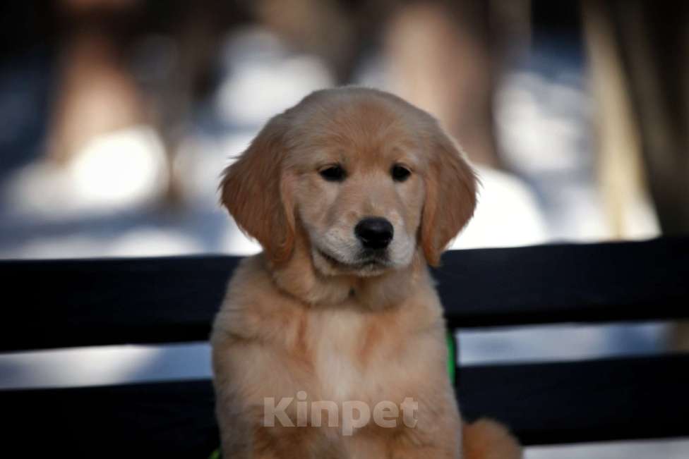 Собаки в Москве: Золотистый ретривер  Девочка, 80 000 руб. - фото 2