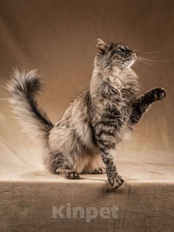 Кошки в Клине: Лилу — пушистое сокровище Девочка, Бесплатно - фото 4