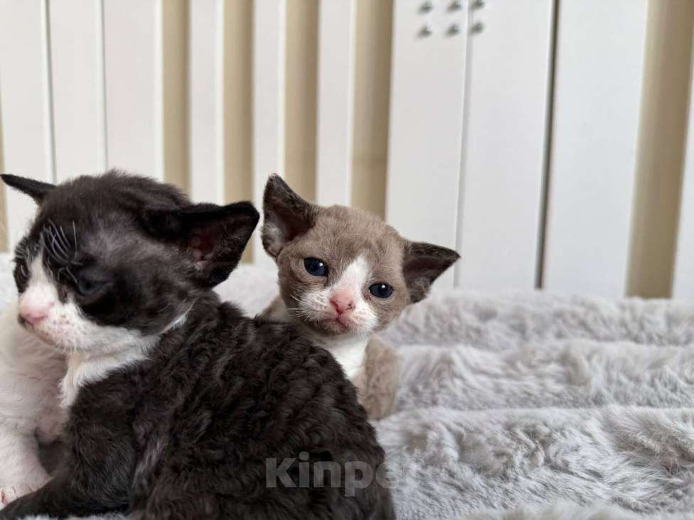 Кошки в Новосибирске: Девон Рекс, мальчик Мальчик, 120 000 руб. - фото 2