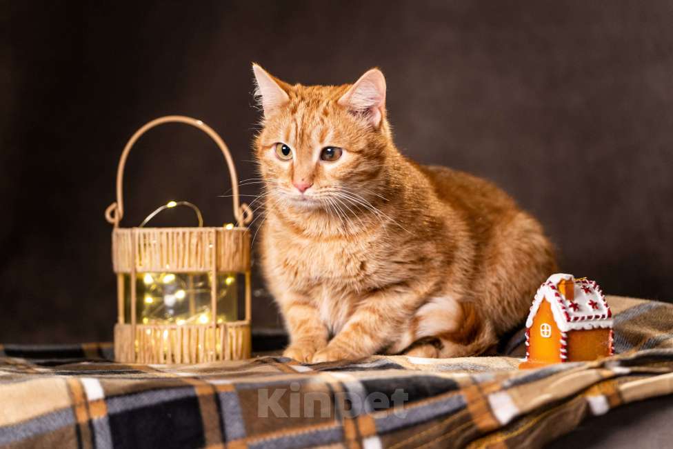 Кошки в Клине: Ханни — очаровательная кошечка Девочка, Бесплатно - фото 5