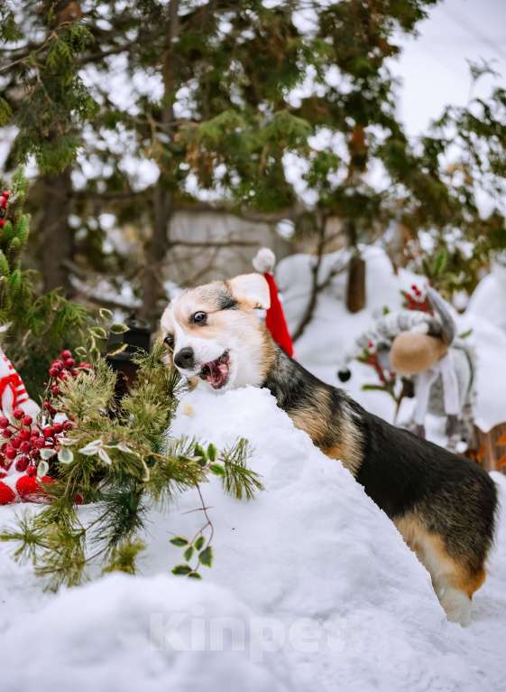 Собаки в Новосибирске: Вельш Корги Пемброк Джек Воробей Мальчик, 65 000 руб. - фото 6
