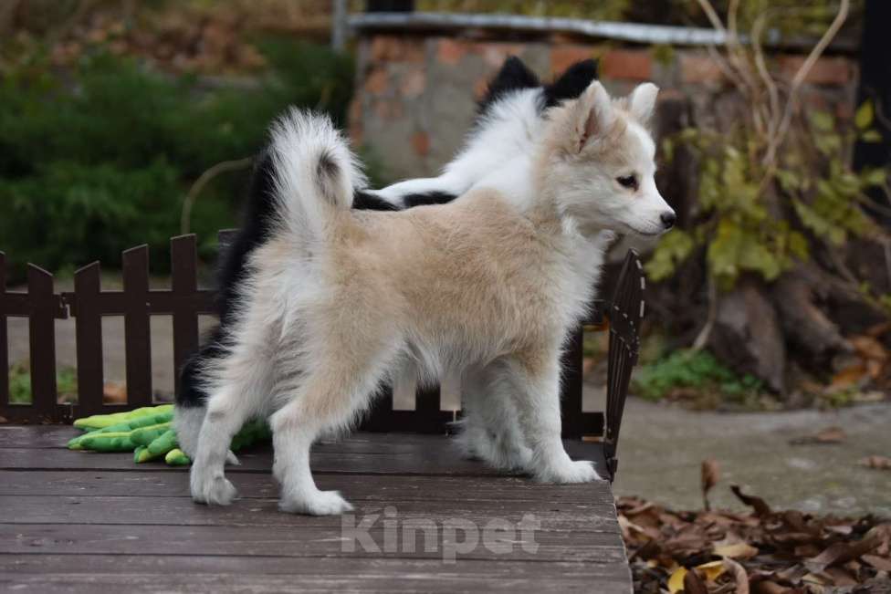 Собаки в Москве: Ненецкая оленегонная лайка, сука Дежавю. Девочка, 60 000 руб. - фото 2