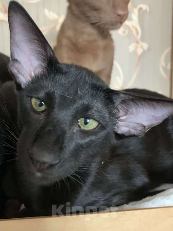 Кошки в Москве: Ориентальный котик Мальчик, 50 000 руб. - фото 5