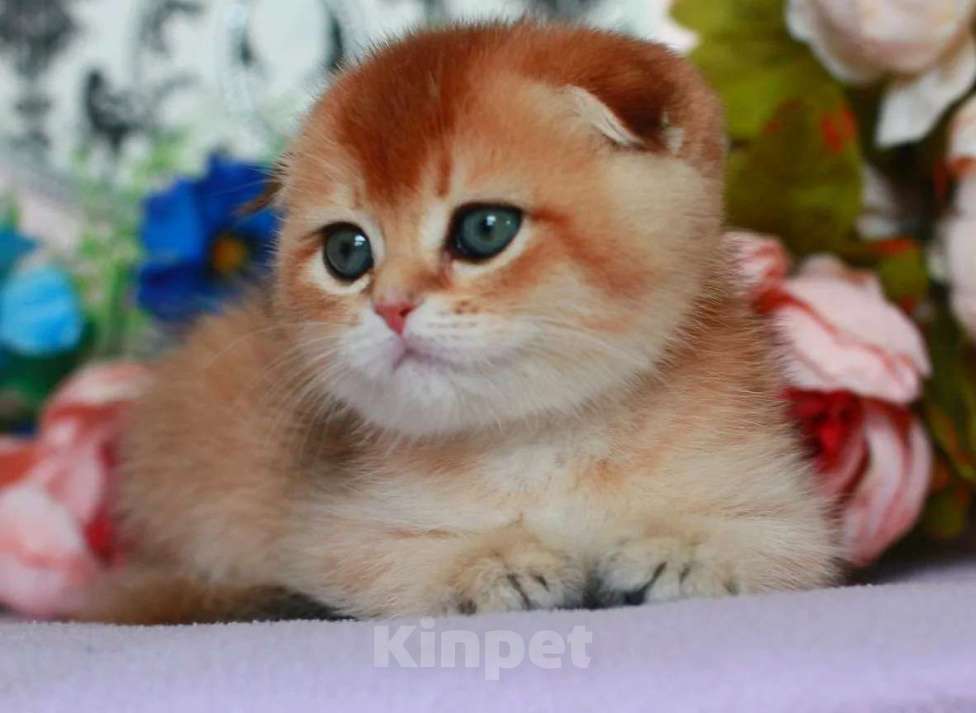 Кошки в Москве: Золотая шиншилла с документами  Девочка, 40 000 руб. - фото 9