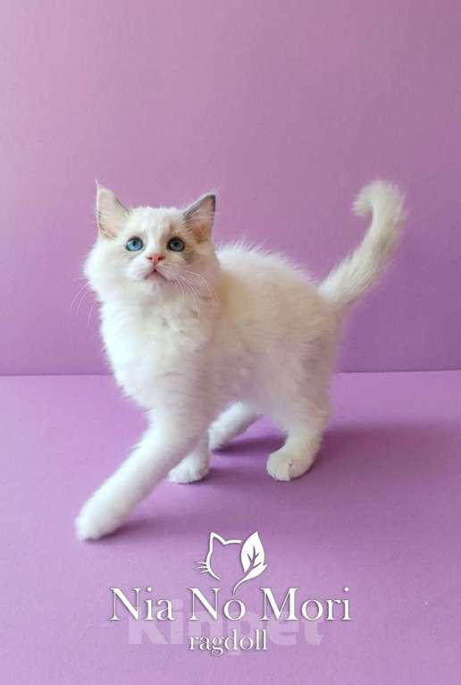 Кошки в Пензе: Котёнок девочка породы Рэгдолл - Beatrice Девочка, 55 000 руб. - фото 3