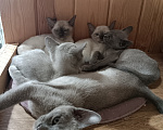 Кошки в других городах Владимирской области: Бурманские котята Мальчик, 45 000 руб. - фото 1