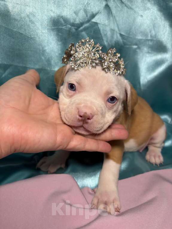 Собаки в Москве: Американский булли щенок Девочка, 100 000 руб. - фото 1