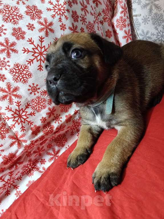 Собаки в других городах Краснодарского края: Кане-Корсо, щенок Девочка, 20 000 руб. - фото 8