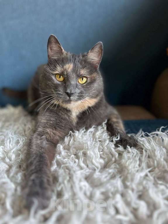 Кошки в Москве: Милая и сладкая Булочка ищет дом и семью Девочка, 1 руб. - фото 2