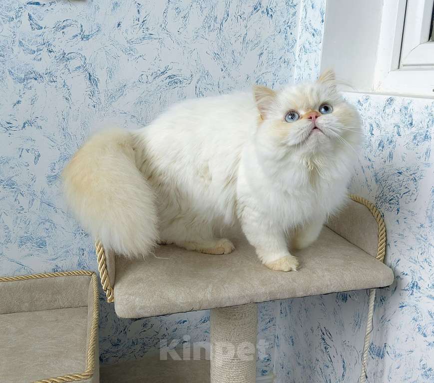 Кошки в Кисловодске: Nicole Девочка, 60 000 руб. - фото 8