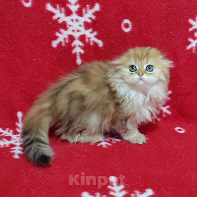 Кошки в Москве: Золотая мраморная кошечка хайленд Девочка, 40 000 руб. - фото 4