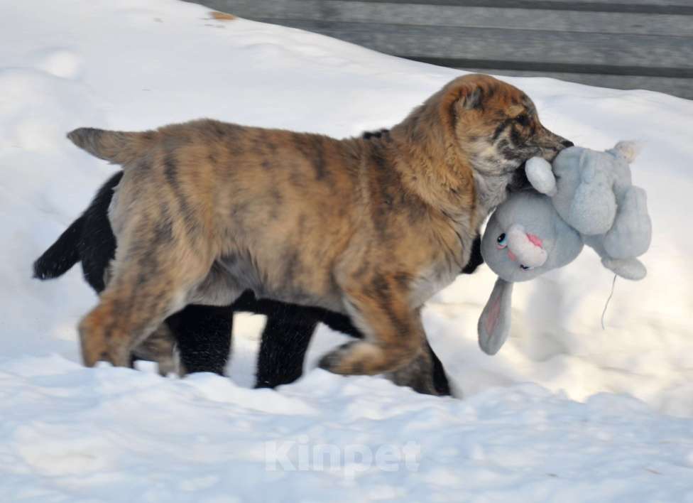 Собаки в Новосибирске: Щенок алабая девочка Девочка, 30 000 руб. - фото 2