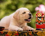 Собаки в Москве: Палевый щенок Лабрадора от родителей Чемпионов Девочка, Бесплатно - фото 6