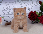 Кошки в Санкт-Петербурге: Британский солнечный котик  Мальчик, 40 000 руб. - фото 5