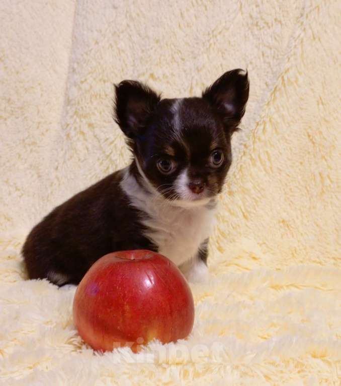 Собаки в Москве: Чихуахуа Мини Девочка, 45 000 руб. - фото 3