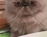 Кошки в Майкопе: Вязка, Бесплатно - фото 3