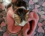 Кошки в Змеиногорске: Кошечка и кот, 1 руб. - фото 6