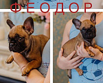 Собаки в Москве: Щенок французского бульдога, мальчик на продажу Мальчик, 60 000 руб. - фото 2