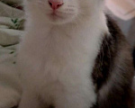 Кошки в Щелково: Котенок девочка метис от мейн-куна Девочка, 500 руб. - фото 4