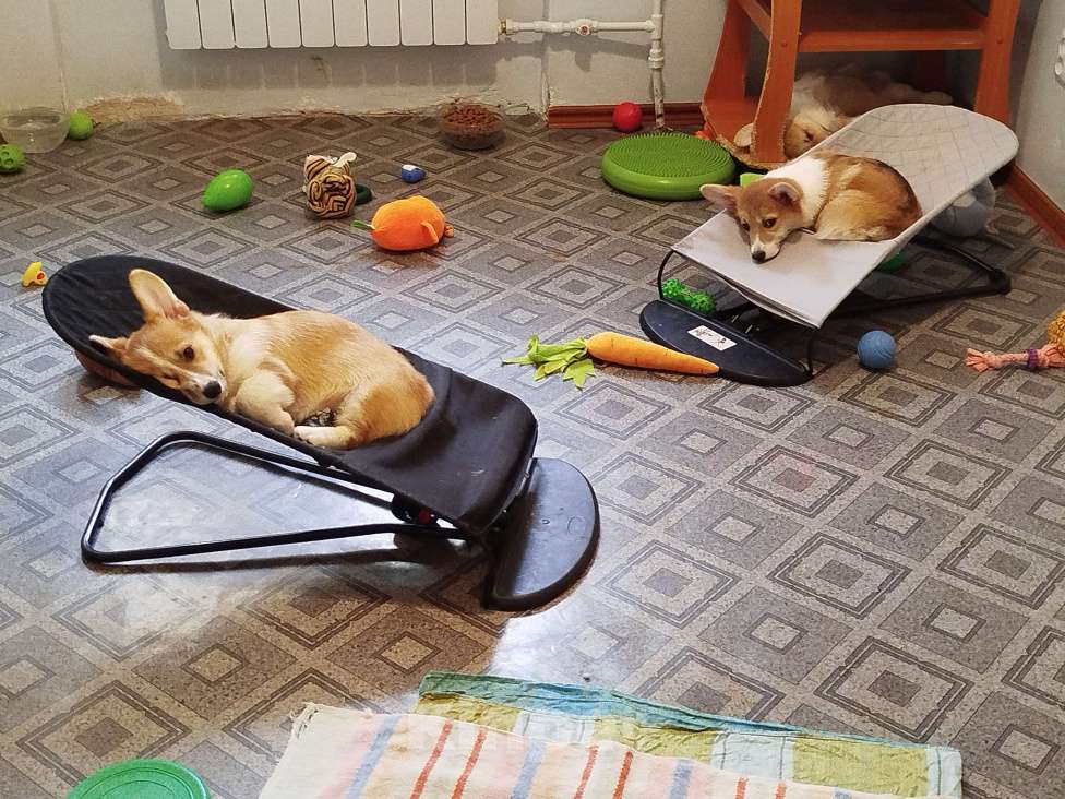 Собаки в других городах Тверской области: Щебетунья Птичка из Дома Левшовой Девочка, 50 000 руб. - фото 9