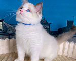 Кошки в Санкт-Петербурге: Клубный котенок РЭГДОЛЛ Мальчик, 85 000 руб. - фото 1