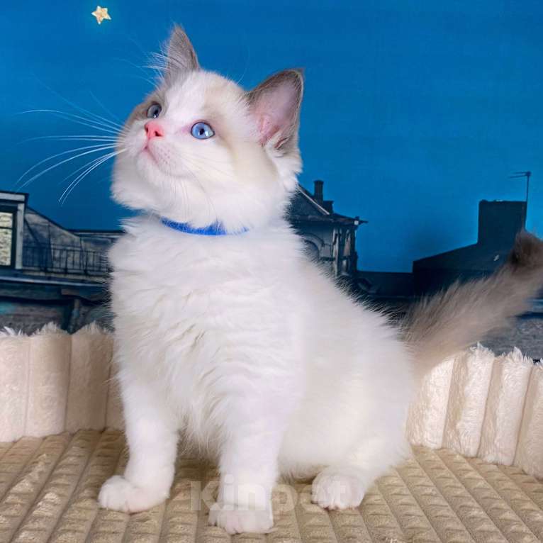 Кошки в Санкт-Петербурге: Клубный котенок РЭГДОЛЛ Мальчик, 85 000 руб. - фото 1