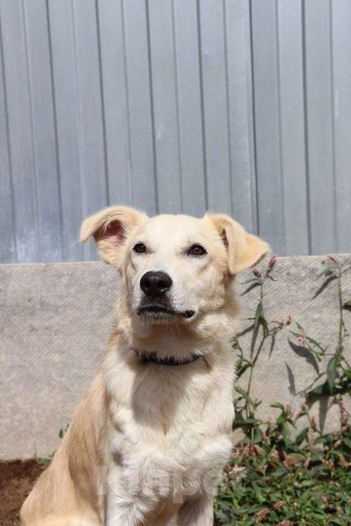 Собаки в Раменском: Рик ищет дом! Мальчик, Бесплатно - фото 1