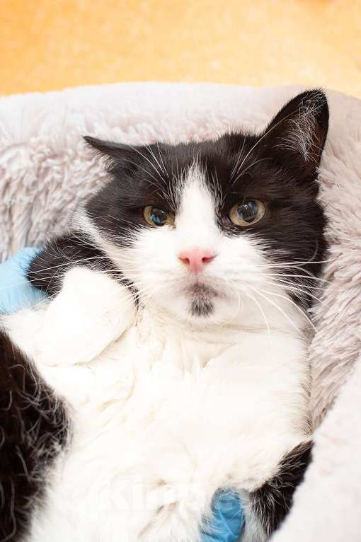 Кошки в Москве: А вы любите чёрно-белое кино?  Девочка, Бесплатно - фото 2