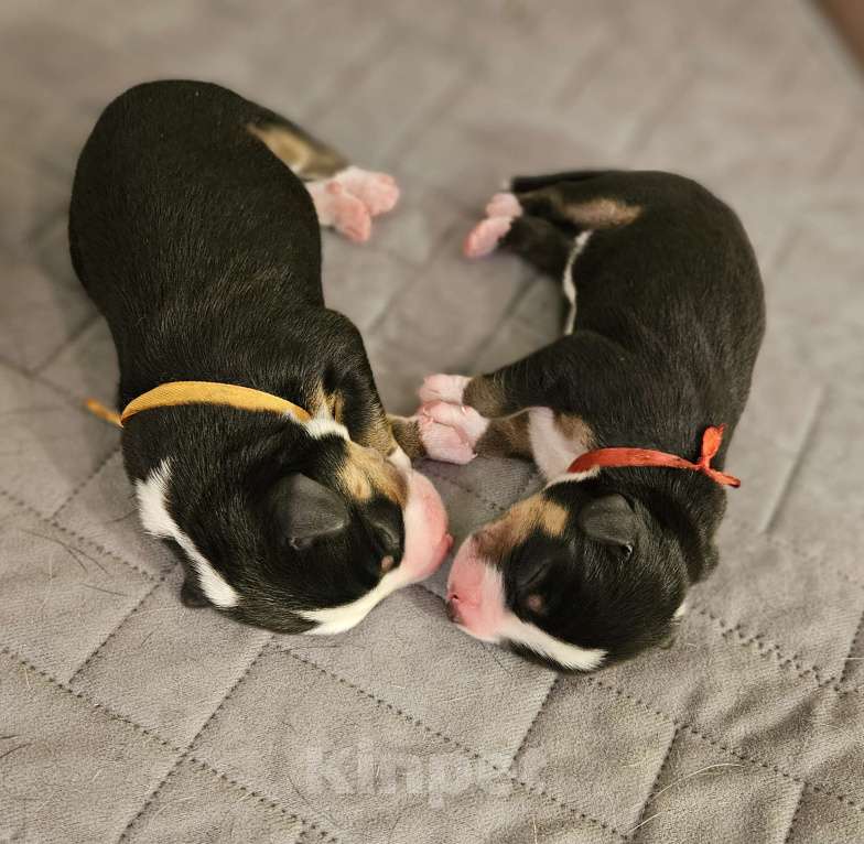 Собаки в Москве: Щенок Энтлебухер Зенненхунд  Девочка, 70 000 руб. - фото 4