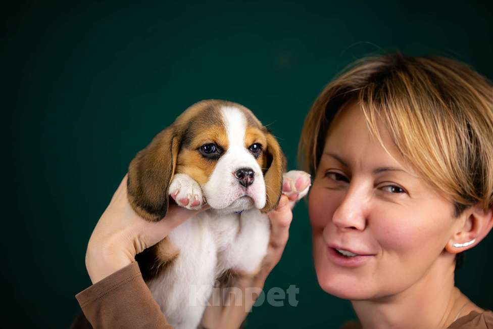 Собаки в Москве: Щенки Бигля питомник РКФ Мальчик, 60 000 руб. - фото 5