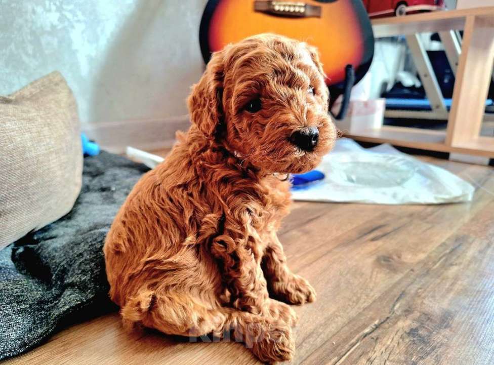 Собаки в Тюмени: Карликовый пудель  Мальчик, 55 руб. - фото 3