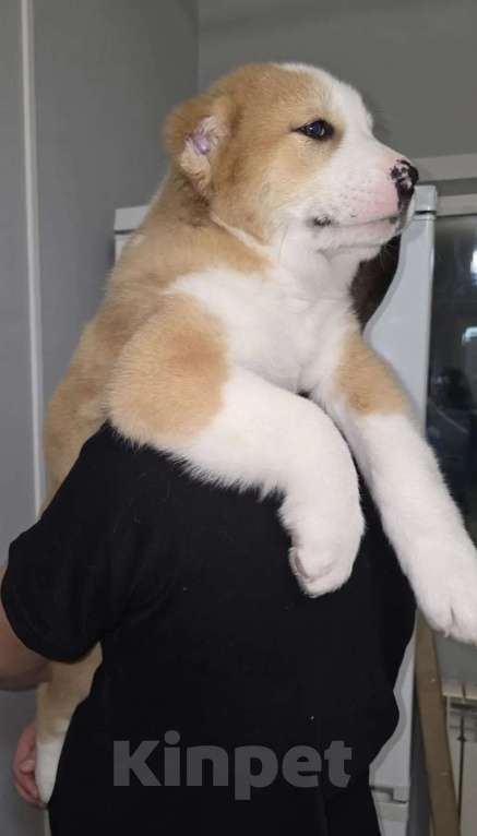 Собаки в Москве: Алабай Пацан Мальчик, 40 000 руб. - фото 3