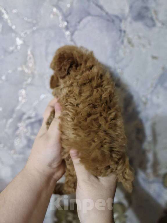 Собаки в Москве: Той пудель  Мальчик, Бесплатно - фото 2