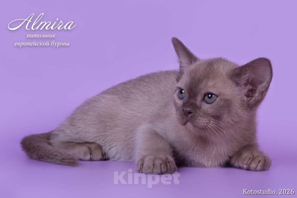 Кошки в Москве: Шоколадные котята питомника Almirа Разнополые, 70 000 руб. - фото 4
